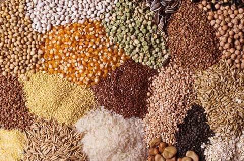 Millets are rich in protein