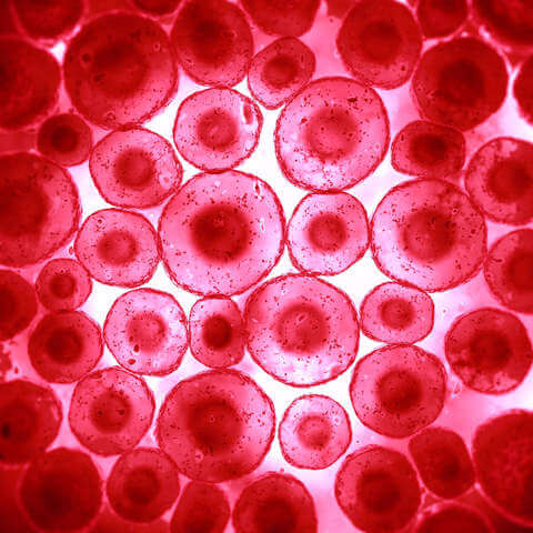 Millets for rapid tissue growth