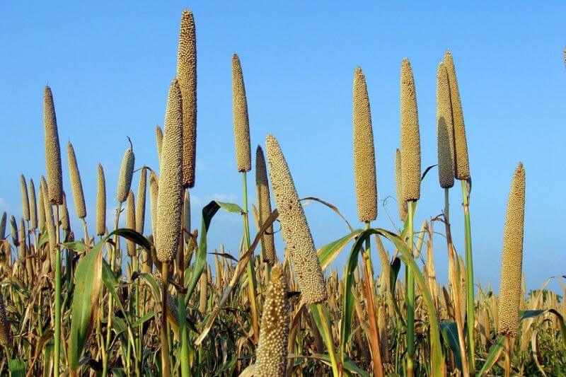 Millet plant and smalled sized seeds