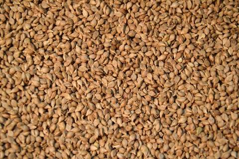 Browntop millet also called Korle