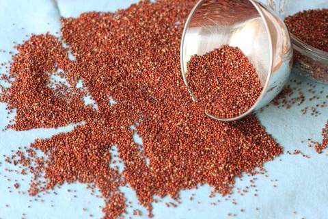 Finger millet also called Ragi,Nachni