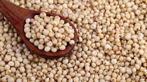 Sorghum also called as Juar, Jola,Cholam